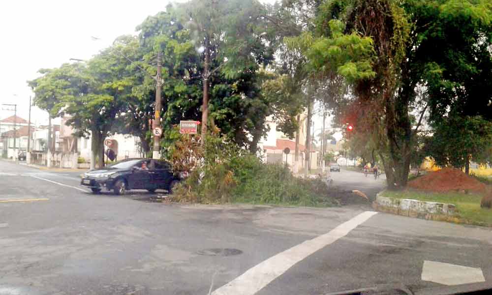 Chuva derruba árvore durante a madrugada em Cruzeiro